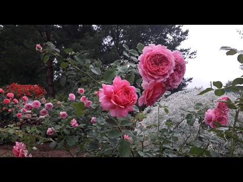 Видео: ✿➽ Жаркие денёчки у меня в садочке июль 2023 г