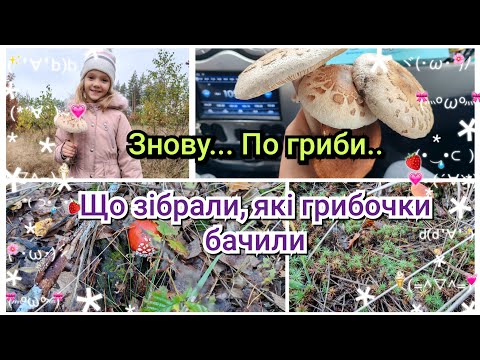 Видео: Що знайшли в лісі?! 🍄🤪😊Наш недільний релакс🍁🌲🍃//@Shara-Olena