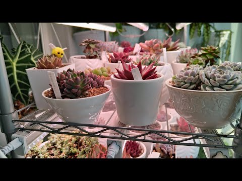 Видео: Посадка новых суккулентов. 11.05.25