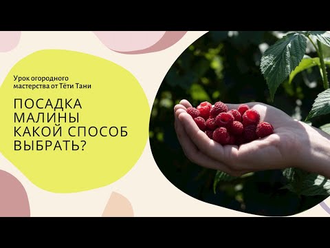Видео: 630. Посадка малины. Так по Архангельскому или по Соболеву?