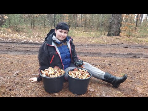 Видео: Збираємо Гриби у Листопаді. Сезон Продовжується