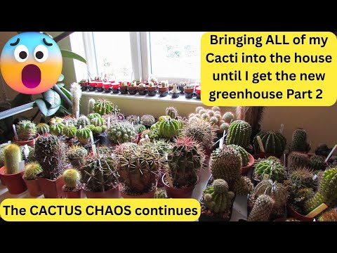 Видео: Кактусовый хаос продолжается. Переношу ВСЕ кактусы в дом, пока не куплю новую теплицу.