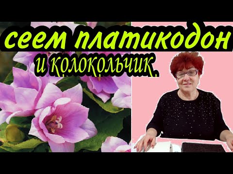 Видео: Посев платикодона и колокольчика карпатского. Сезон 2021