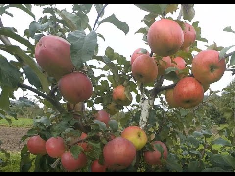 Видео: Дыямент, Антей зимние сорта яблок белорусской селекции.