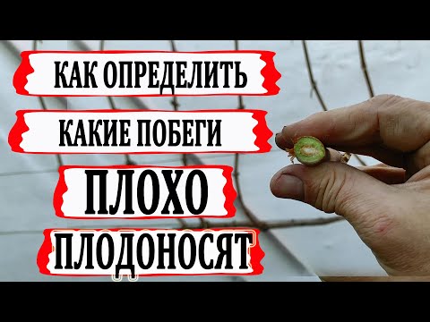 Видео: 🍇 Обрезка винограда! Чтобы не остаться БЕЗ УРОЖАЯ никогда не оставляйте ЭТИ ПОБЕГИ.