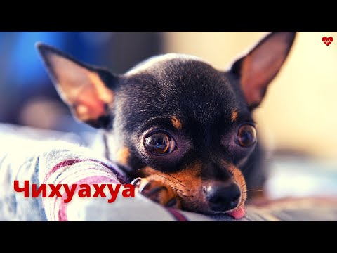Видео: ЧИХУАХУА. ВСЁ О ПОРОДЕ.