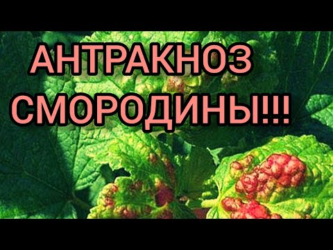 Видео: АНТРАКНОЗ смородины!!! Вовремя обнаружить и вылечить!!!