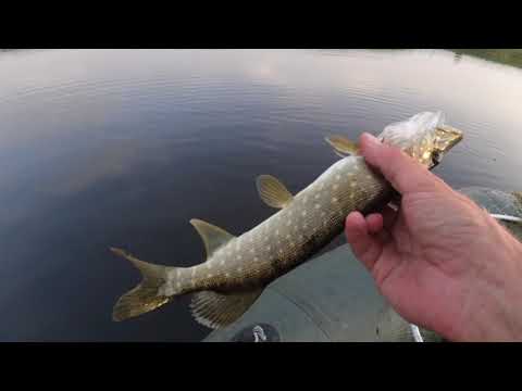 Видео: Факторы выхода щуки