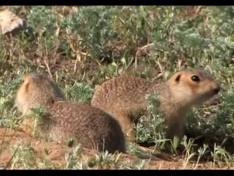 Видео: В городе сусликов