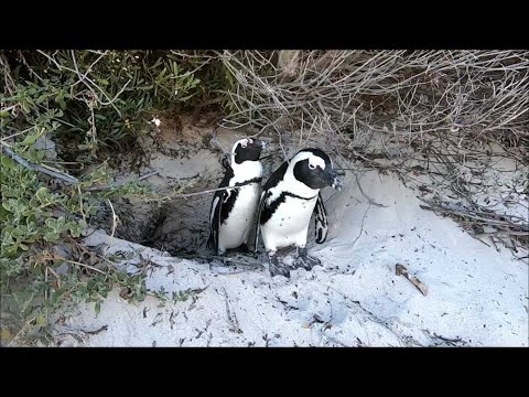 Видео: Пингвины в Южной Африке. Simon’s Town- пляж Boulders Beach