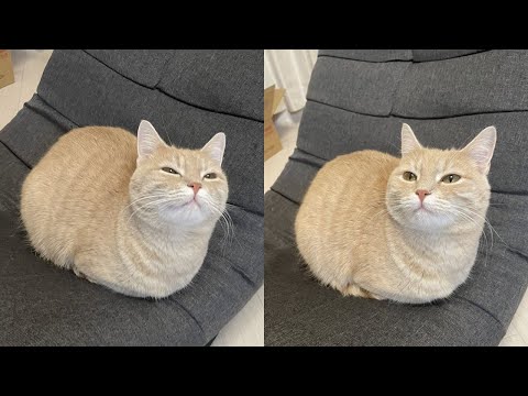 Видео: Кошки просто делают то, что у них получается лучше всего 🤣 Смешные видео с кошками 2025 🐱 Часть 103