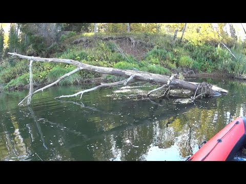 Видео: Как на 100% уйти от ноля - секрет успеха трудовых рыбалок! OSP Dunk 48 и Power Dunk 57. Ловля окуня