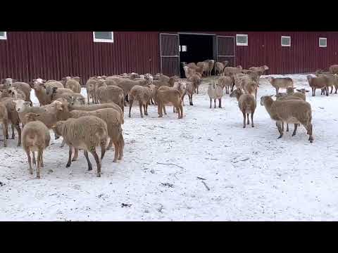 Видео: Катумские ремонтные ярки. Зимовка 2022 под навесом.