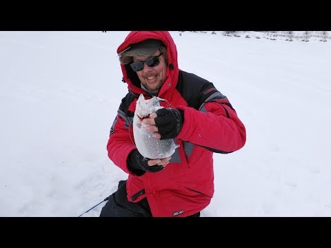 Видео: Сколько мощи в этой рыбе! Ловля форели зимой на блёсны, вибы и поставушки.