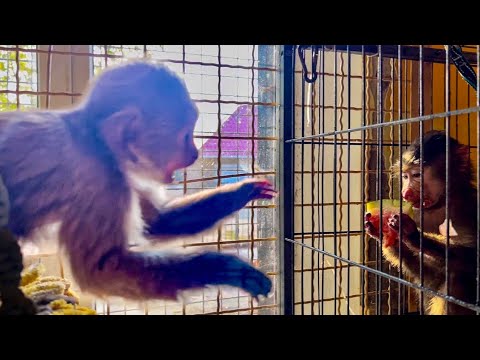 Видео: Финик ПРОСТО В ВОЗМУЩЕНИИ, почему это я отдала Анфисе ЕГО АРБУЗ?!