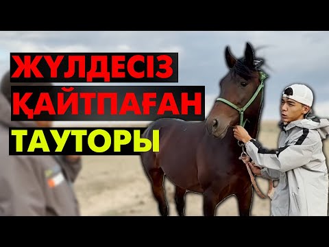 Видео: Тауторы - чемпион! Тұлпар туралы толығырақ ақпарат