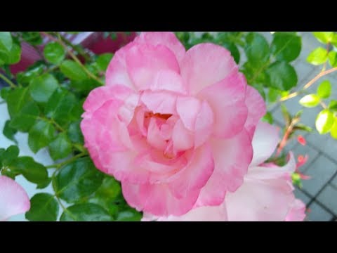 Видео: Как зимуют розы в теплице