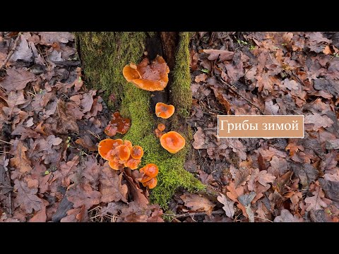 Видео: Прогулка по лесу - Собрала зимние грибы в январе 2022 года