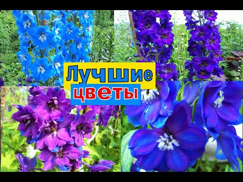 Видео: ДЕЛЬФИНИУМЫ ЛУЧШИЕ СОРТА. КРАСИВЫЕ ЦВЕТЫ