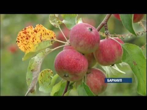 Видео: Институт садоводства имени Лисавенко планируют закрыть: какова дальнейшая судьба учреждения