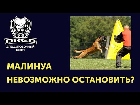 Видео: Малинуа, торможение возбуждения нервной системы у собаки | команда чужой-фас