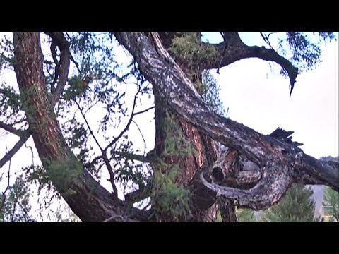 Видео: "НУ и НУ!": коллекция удивительных деревьев (Бийское телевидение)