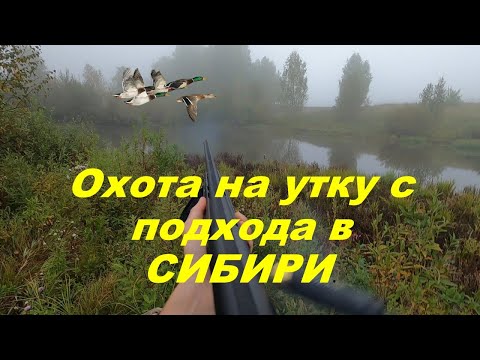 Видео: Охота на утку с подхода в СИБИРИ.