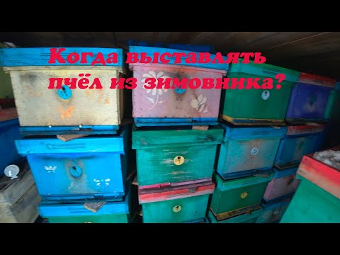 Видео: КОГДА ВЫСТАВЛЯТЬ ПЧЁЛ ИЗ ЗИМОВНИКА, КАК МЫ И КОГДА ЭТО ДЕЛАЕМ