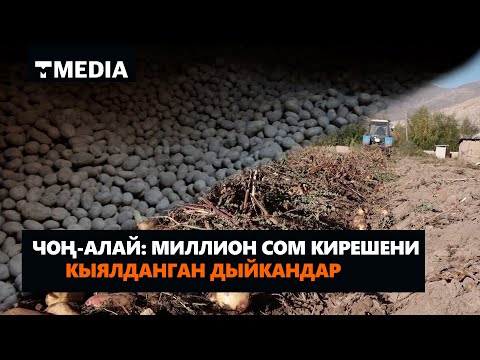 Видео: Чон Алай: Миллион сом кирешени кыялданган дыйкандар