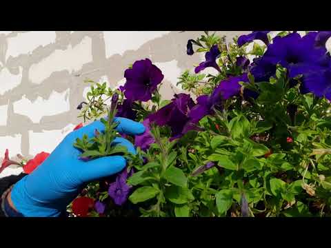 Видео: СОХРАНЕНИЕ ПЕТУНИИ ЧЕРЕНКАМИ. ПРИЧИНЫ ПО КОТОРЫМ ПЛОХО УКОРЕНЯЮТСЯ ЧЕРЕНКИ ПЕТУНИИ ОСЕНЬЮ.