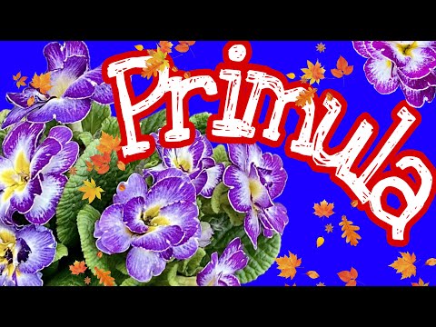 Видео: #вашізамовлення 