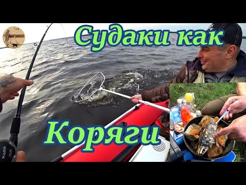 Видео: Судаки как коряги. Такое бывает не каждый год. Рыбалка на водохранилище.