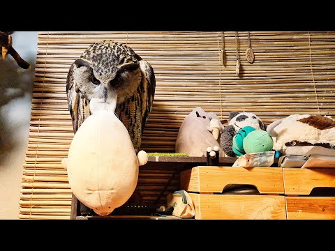 Видео: Настроение совы утром и совы вечером. Восполняем недовес УГУ за последнюю неделю