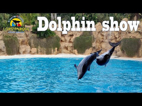 Видео: Тенерифе, Лоро Парк, Шоу дельфинов  |   Tenerife, Loro Park, Dolphin Show