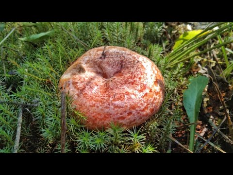 Видео: РЫЖИКИ НЕ ВЫПУСКАЮТ ИЗ ЛЕСА. Нашли огромные поляны грибов. Грибы 2023