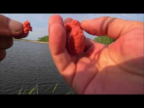 Видео: ХЕРАБУНА. РАЗВЕДКА. КАРАСЬ ЛЕСНОГО ПРУДИКА