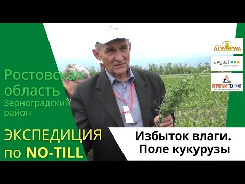 Видео: Экспедиция по NO-till. Кукуруза при избытке влаги. Зерноградский район Ростовской области