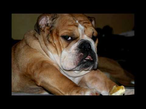 Видео: В память о нашей собаке ФАННИ (English bulldog)