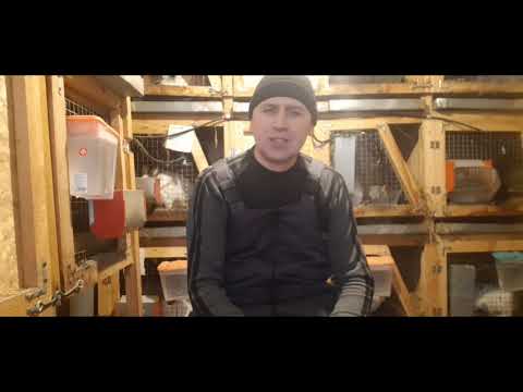 Видео: Юбилейный выпуск. Год содержания кроликов. Сколько заработал. Выгодно ли держать кроликов.Видеоотчёт