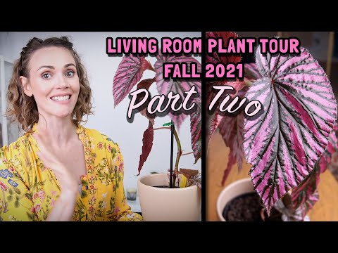 Видео: ЭКСКУРСИЯ ПО РАСТЕНИЯМ 2021 | Комнатные растения в моей гостиной | Часть вторая: Бегонии и не только