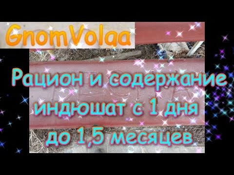 Видео: Рацион и содержание индюшат с 1 дня до 1,5 месяцев Гном Волга / субтитры