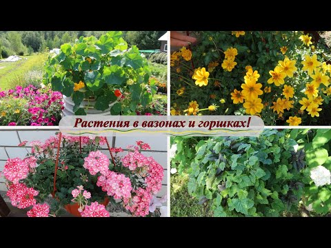 Видео: Растения в вазонах и цветочных горшках, конец июля!