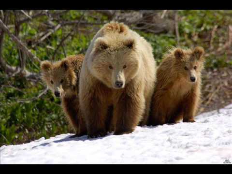 Видео: Матушка моя Сибирь