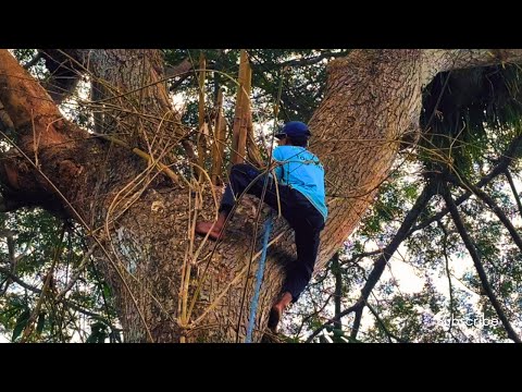 Видео: СДЕЛАЙТЕ ДОБРЕЕ‼️СРЕЗАЙТЕ ВЫСОКОЕ ДЕРЕВО ТРЕМБЕЗИ НА ВЕРШИНЕ ЗДАНИЯ STIHL#ms660#ms070