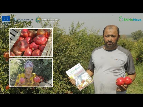 Видео: Кузнинг ҳосилдор меваси –Қуванинг данаксиз анори