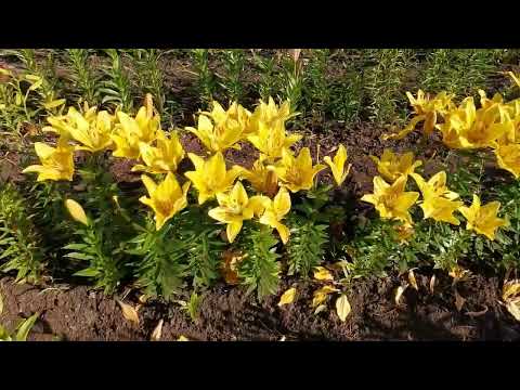 Видео: 2021 год июнь