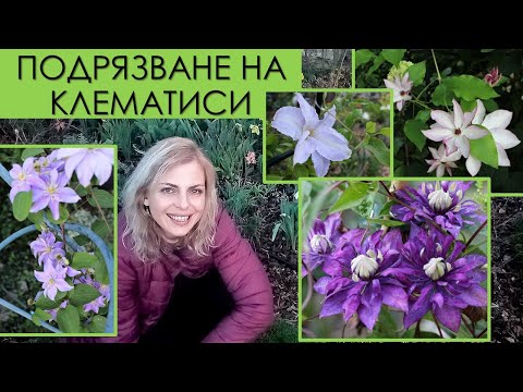 Видео: Клематиси - Подрязване и отглеждане