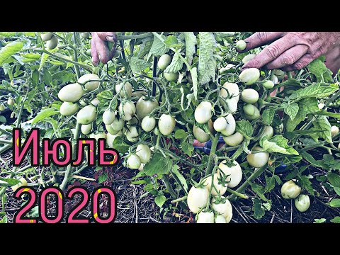 Видео: Томаты. 9 урожайных сортов открытого грунта