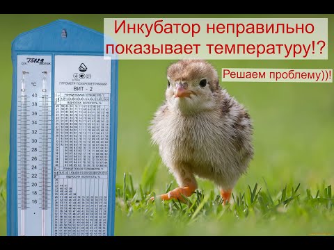 Видео: Как проверить температуру в инкубаторе