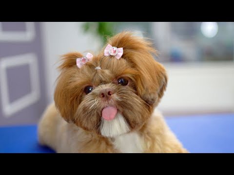 Видео: После стрижки я стал милым щенком!!✂️❤️🐶